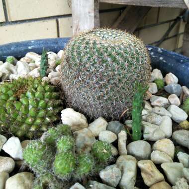 Mammillaria haageana 'Elegans'