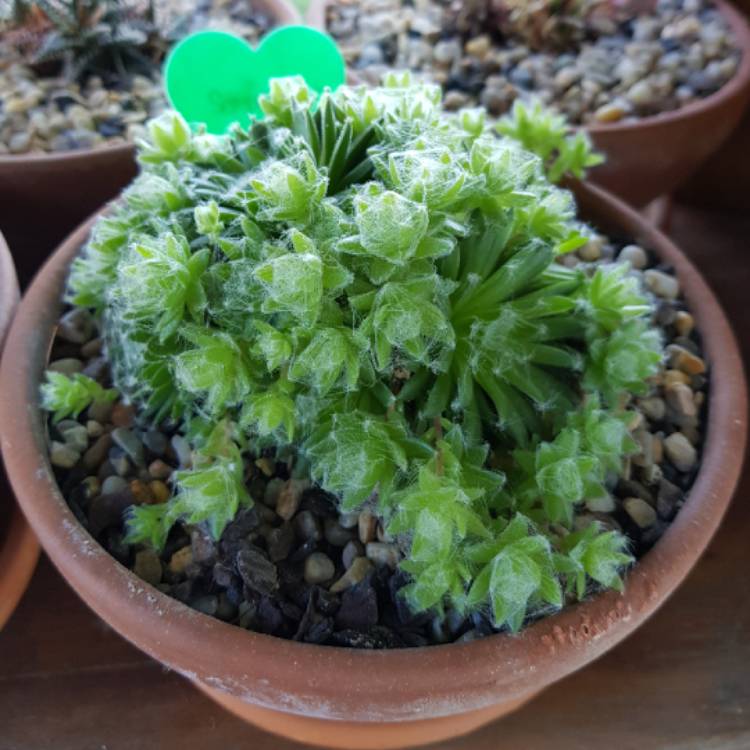 Plant image Sempervivum Fuzzy Wuzzy