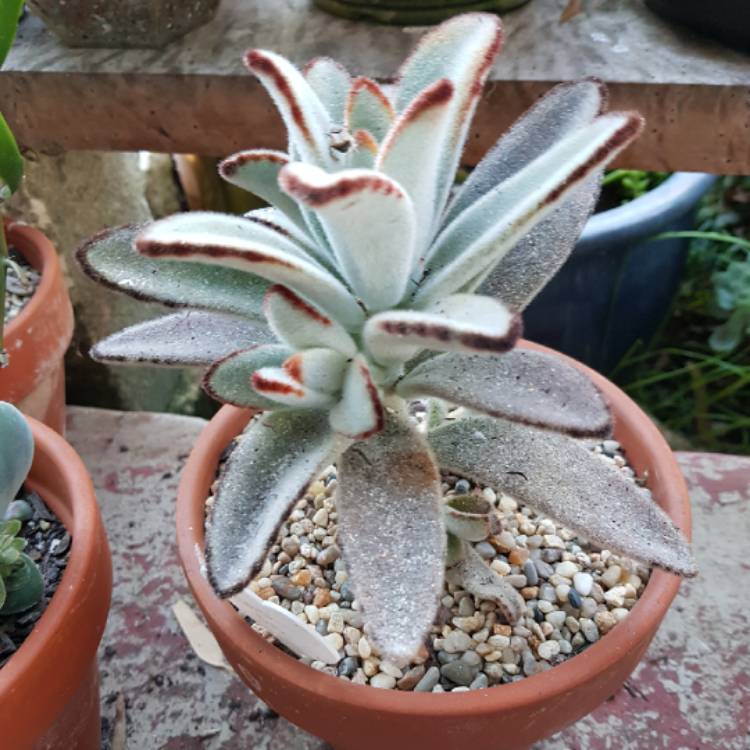 Plant image Kalanchoe tomentosa 'Super Fuzzy'