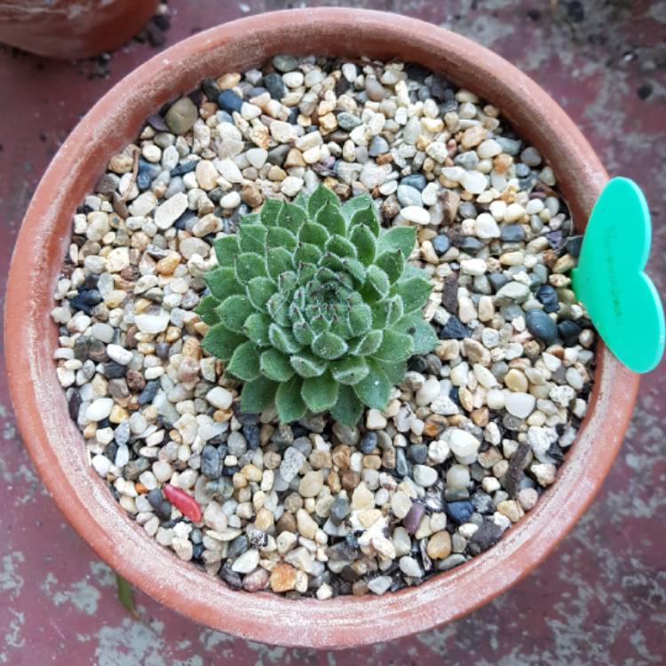 Plant image Sempervivum Emmchen