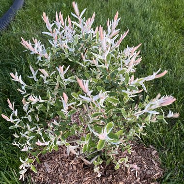 Dappled Willow 'Hakuro-nishiki'