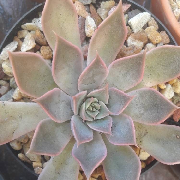 Plant image Echeveria Linda Jean