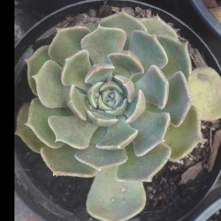 Plant image Echeveria Brown Rose