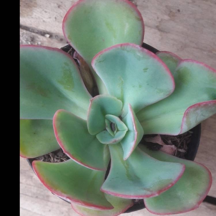 Plant image Echeveria Gigantea Sp.