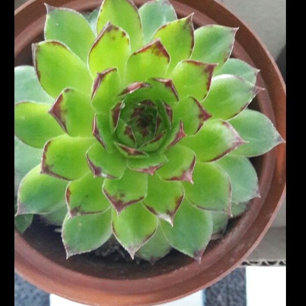 Plant image Sempervivum Royanum