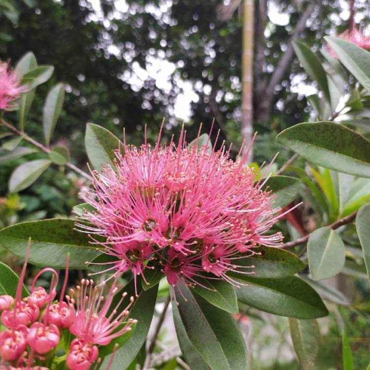 Plant image Metrosideros excelsa 'Maori Princess'