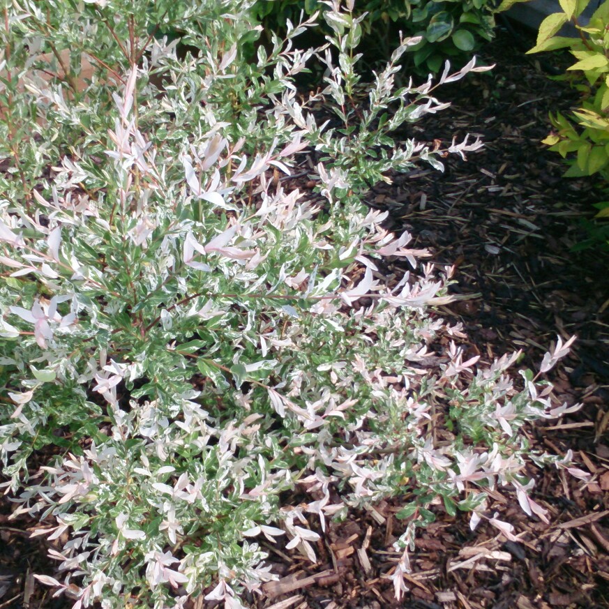 Dappled Willow 'Hakuro-nishiki'