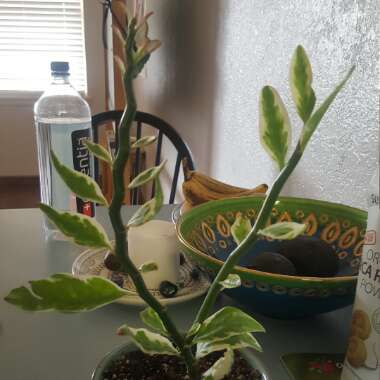 Euphorbia tithymaloides syn. Pedilanthus tithymaloides