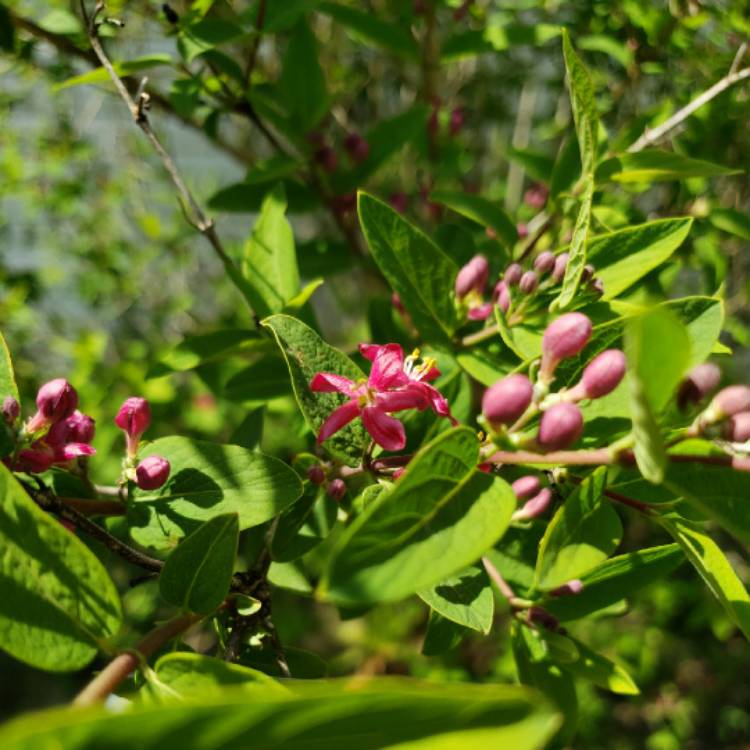 Plant image Lonicera tatarica