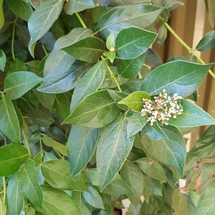 Plant image Spiraea cantoniensis 'Lanceolata'