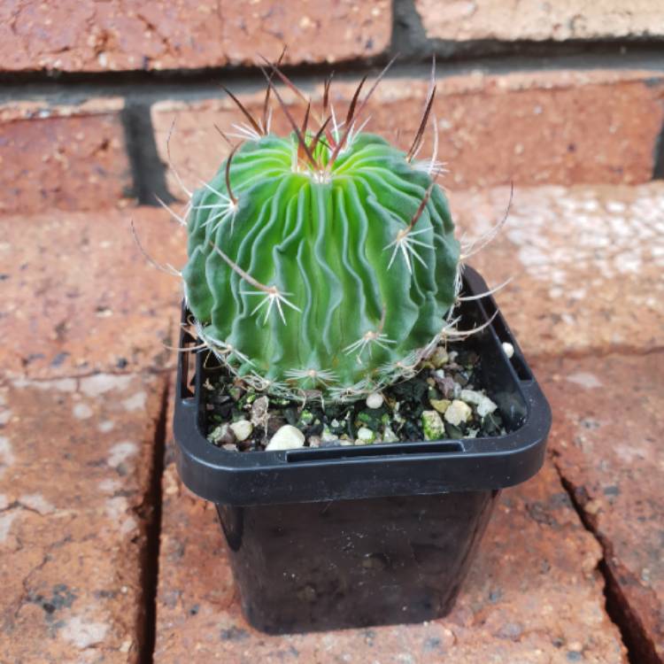 Plant image Stenocactus phyllacanthus syn.Stenocactus tricuspidatus