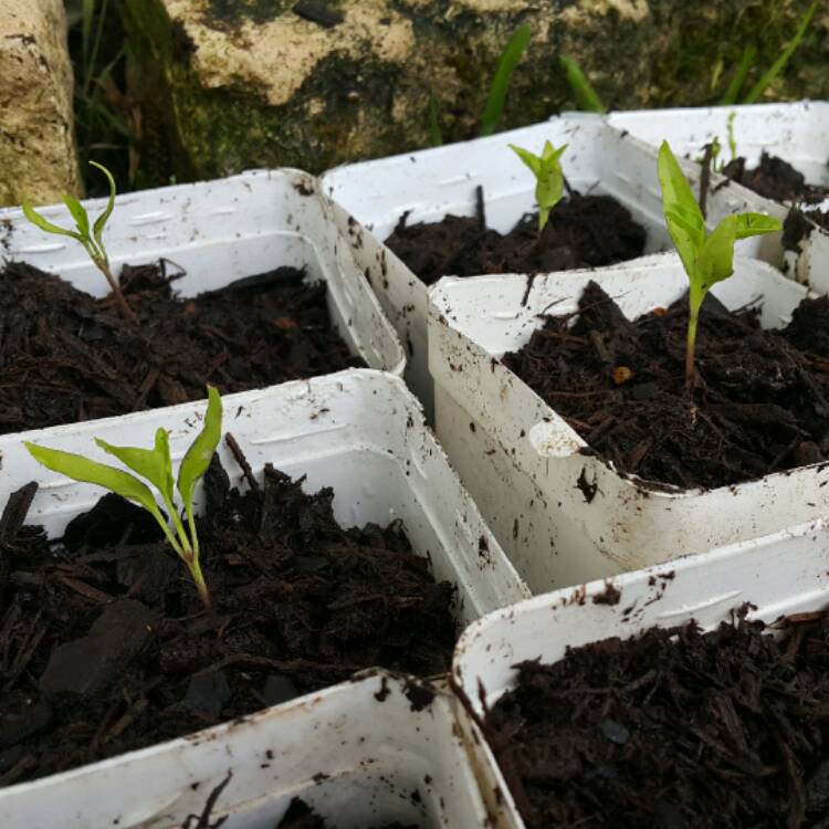 Plant image Capsicum Annuum 'Hungarian Wax'