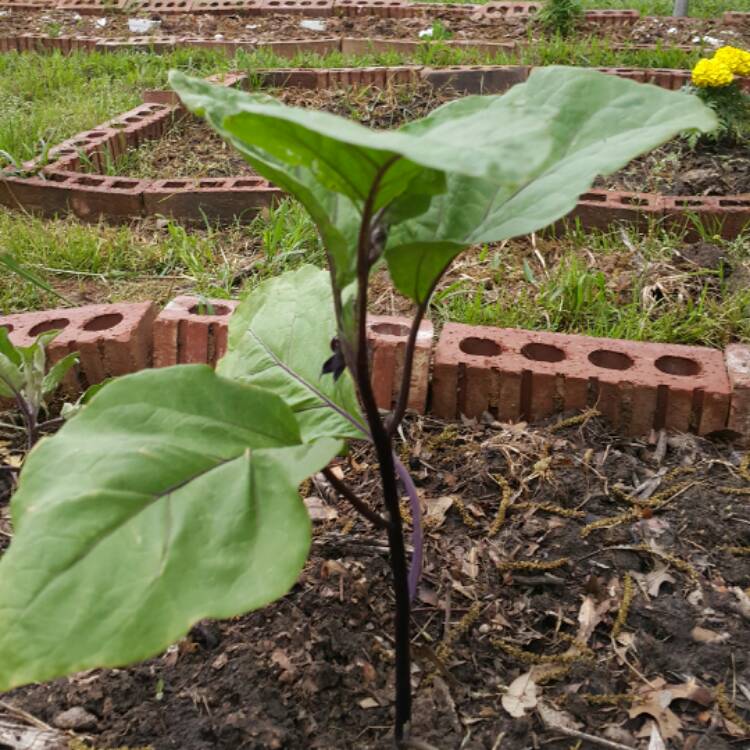 Plant image Solanum melongena 'Fairy Tale'