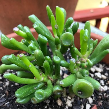 Crassula ovata 'Gollum'