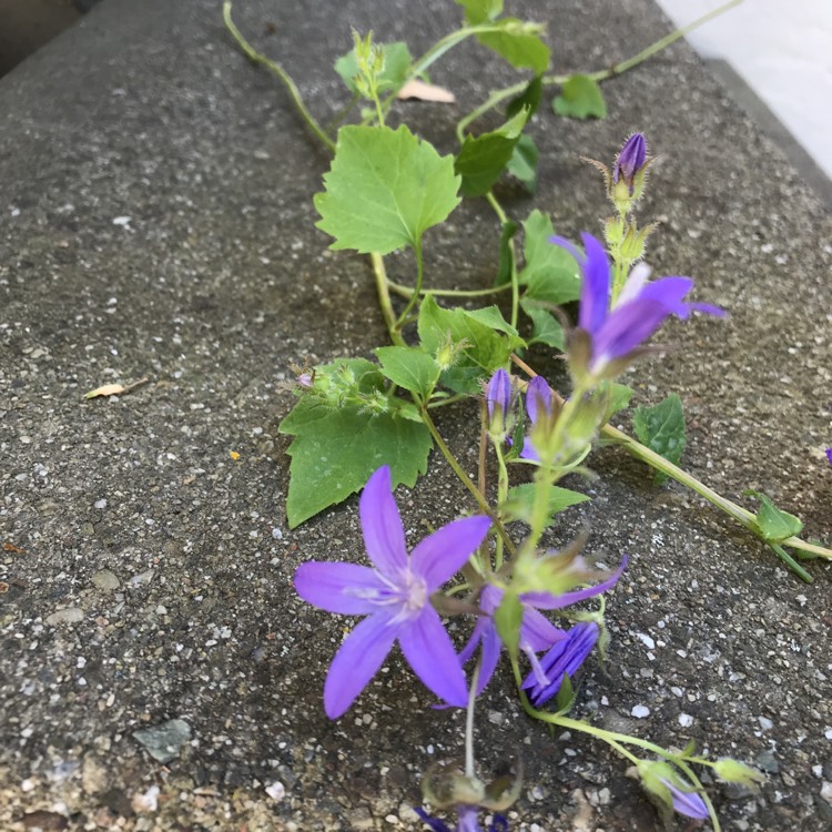 Plant image Campanula Muralis Syn. C. Portenschlagiana