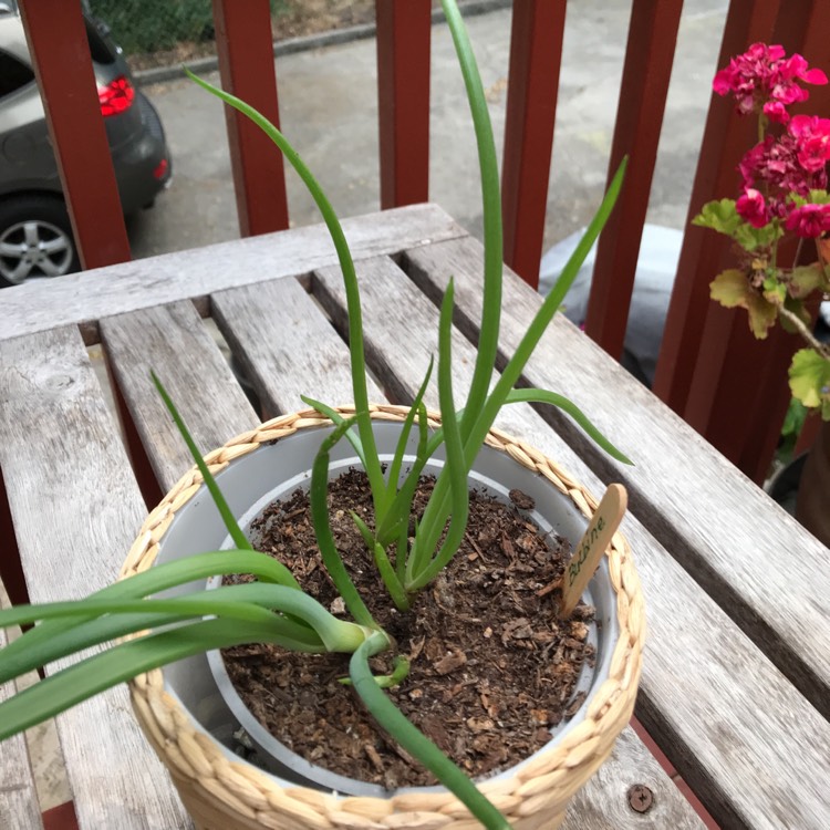 Plant image Bulbine frutescens