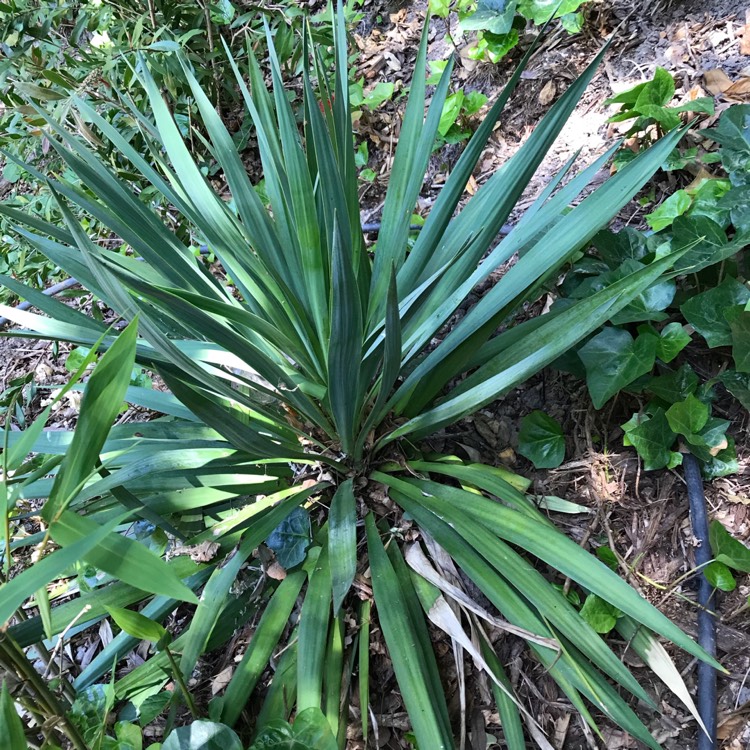 Plant image Yucca gloriosa