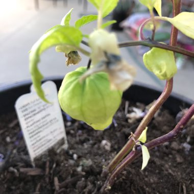 Physalis philadelphica 'Verde'