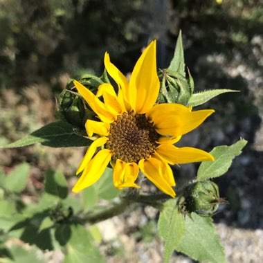 Helianthus annuus 'Little Dorrit'