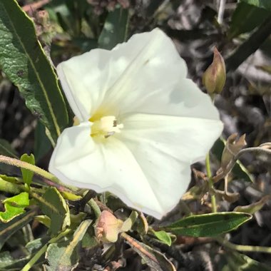 Convolvulus arvensis