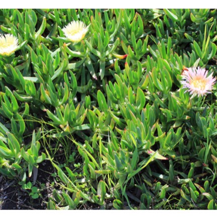 Plant image Delosperma 'Table Mountain'