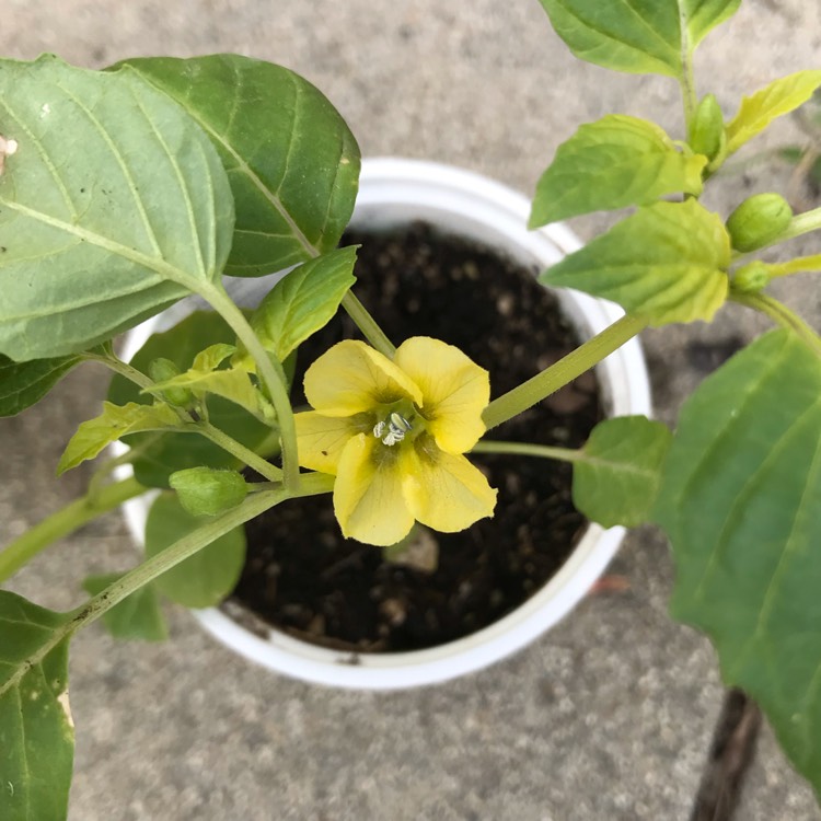 Plant image Physalis philadelphica 'Verde'