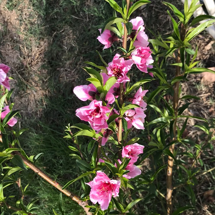 Plant image Prunus triloba