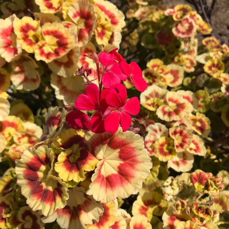 Plant image Pelargonium 'Golden Wedding'