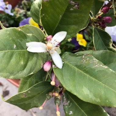 Citrus limon 'Variegated Pink'