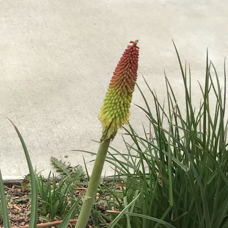 Plant image Kniphofia 'Nobilis' syn. Kniphofia uvaria 'Nobilis', Kniphofia uvaria var. nobilis