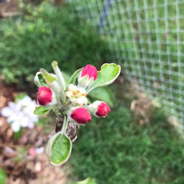 Malus domestica