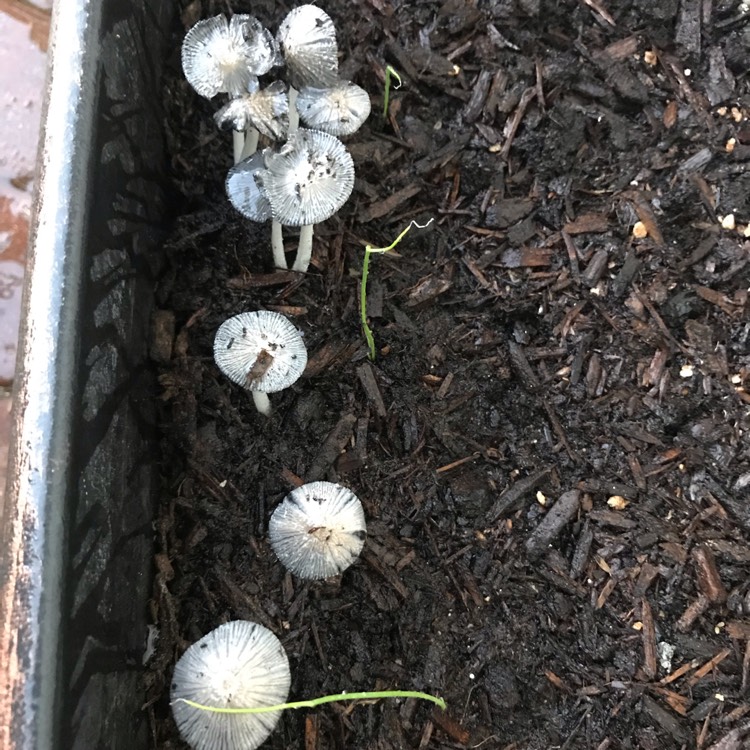 Plant image Marasmius capillaris