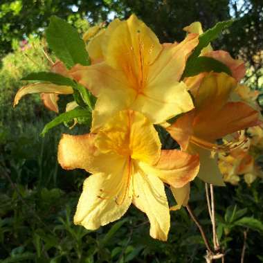 Rhododendron 'Mollis'