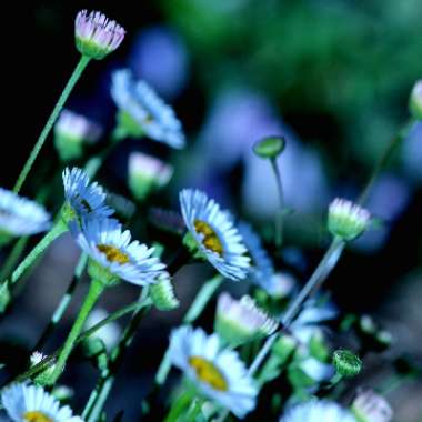 Erigeron karvinskianus