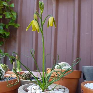 Corkscrew Albuca