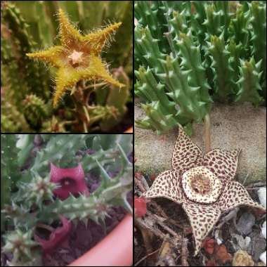 Starfish Plant