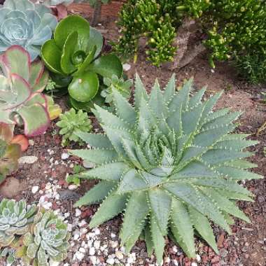 Spiral Aloe