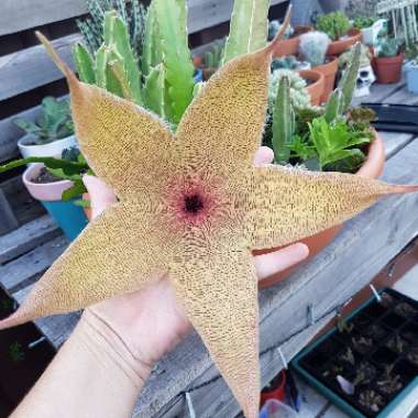 Starfish flower