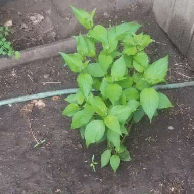 Cornus sericea