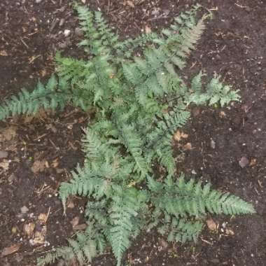 Athyrium Niponicum var. Pictum