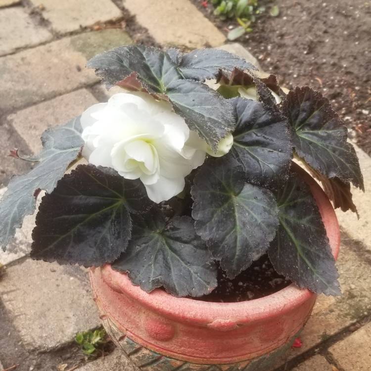 Plant image Begonia 'Nonstop Mocca Mix' (Nonstop Mocca Series)