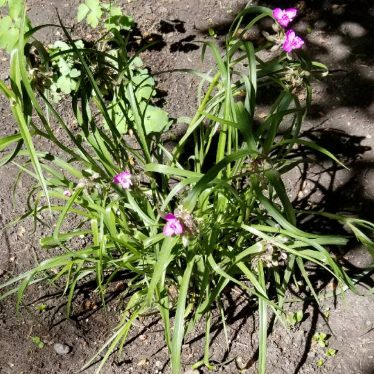 Plant image Tradescantia (Andersoniana Group) 'Red Cloud'