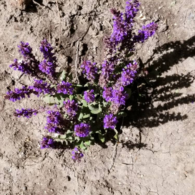 Plant image Salvia x sylvestris 'Blauhugel' syn. Salvia nemorosa 'Blue Mound', Salvia nemorosa 'Blauhugel', Salvia 'Blue Hills'