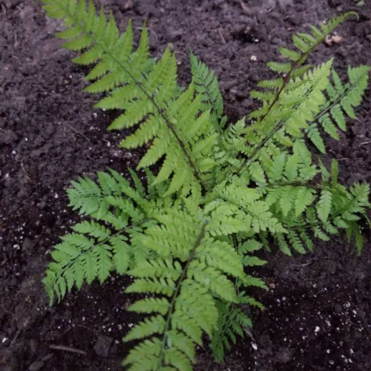 Plant image Athyrium filix-femina var. augustum 'Lady In Red'