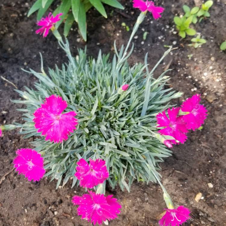 Plant image Dianthus 'Devon Xera 'Firestar'