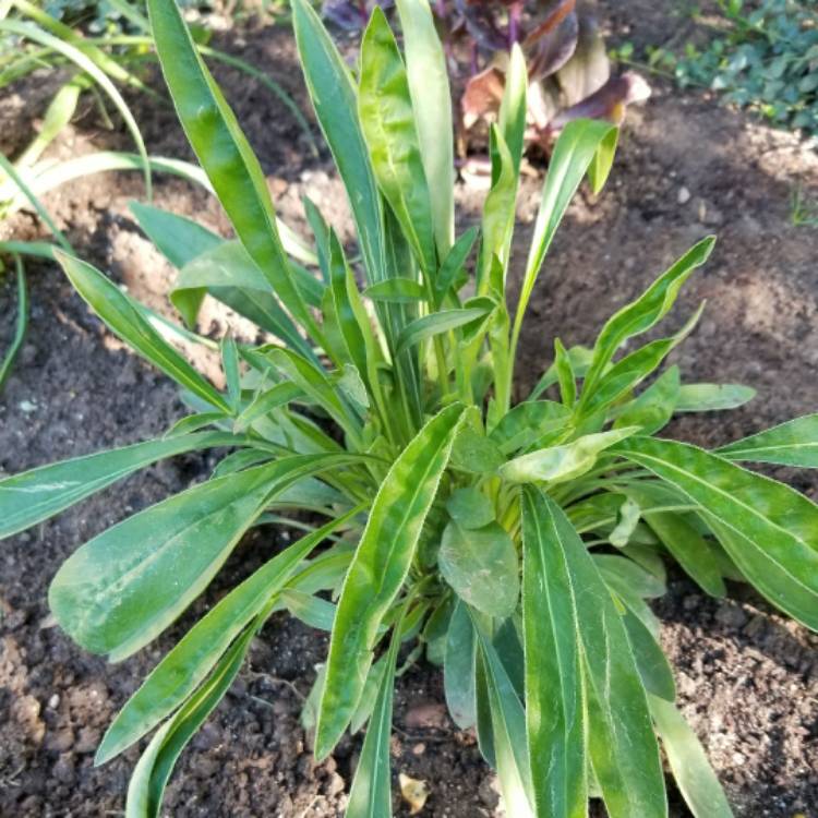 Plant image Coreopsis grandiflora 'Baby Sun'