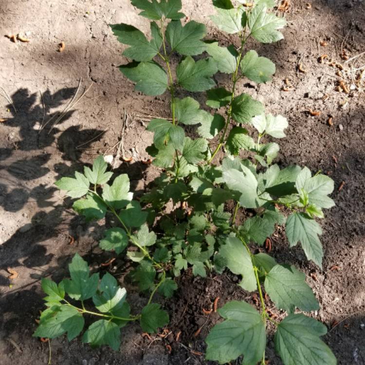 Plant image Viburnum 'Eskimo'