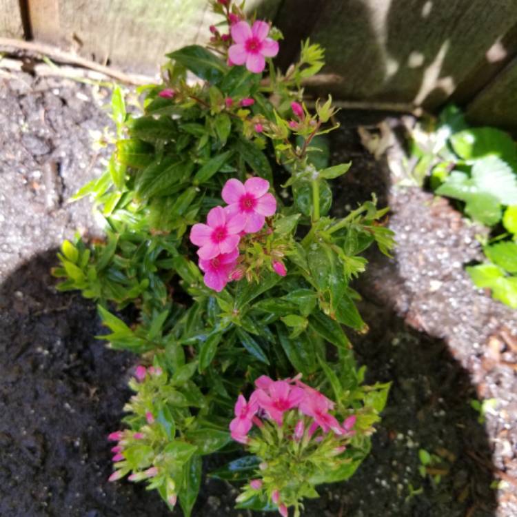 Plant image Phlox paniculata 'Early Dark Pink'