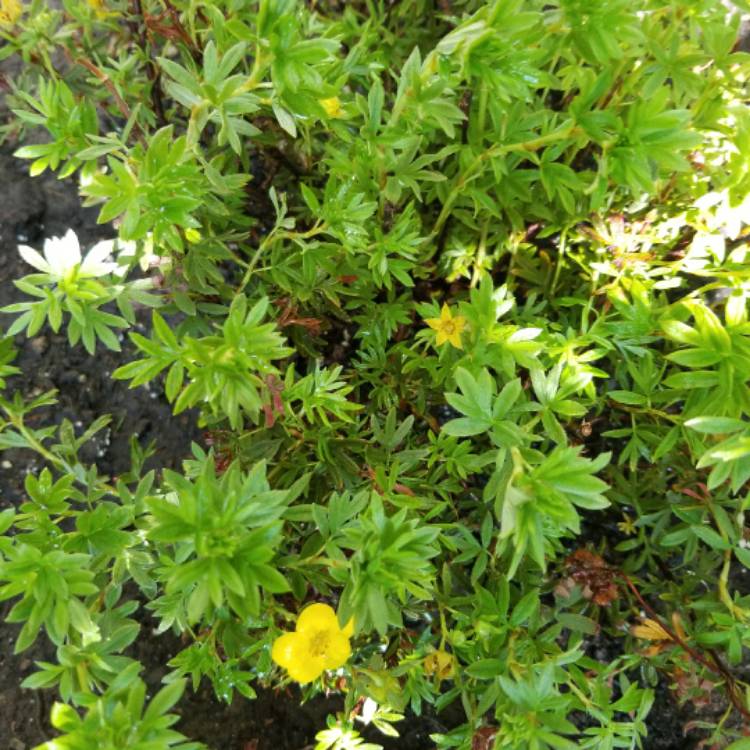 Plant image Potentilla fruticosa