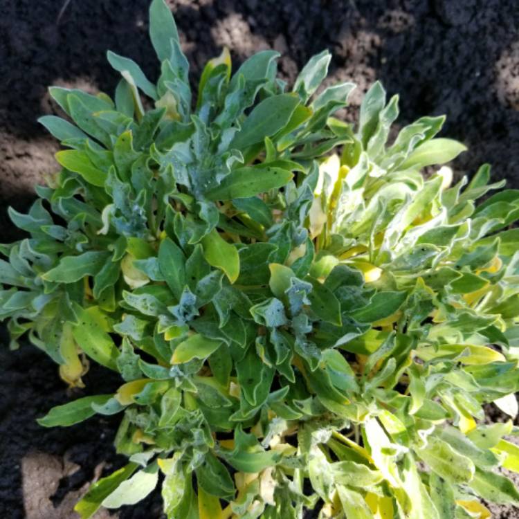 Plant image Aurinia saxatilis  syn. Alyssum saxatile